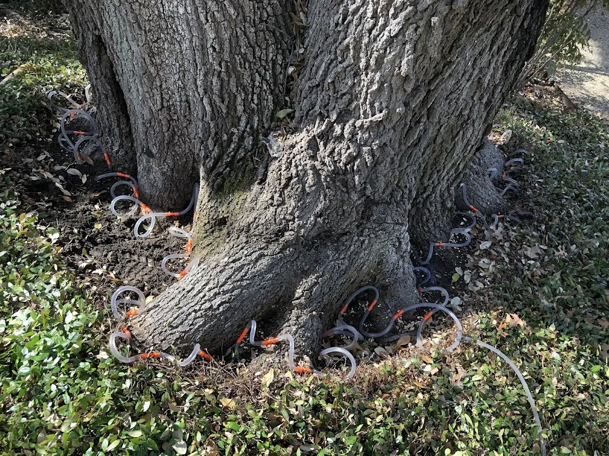 Detailed Tree Cabling and Bracing job site in Coahoma