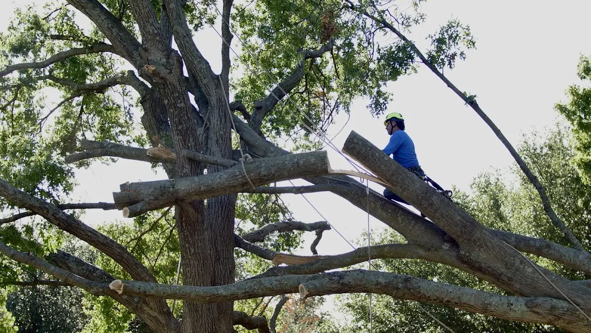 Professional Crown Thinning performed by certified arborists in Coahoma